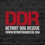 Detroit Dog Rescue (DDR)